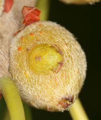 Uhlunga typica