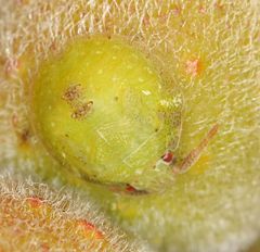 Uhlunga typica