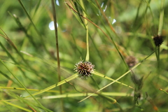 Cyperus teneristolon