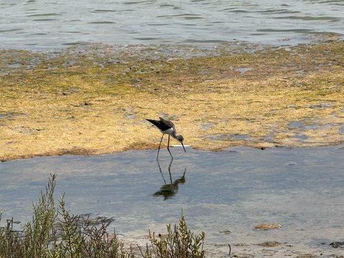 iNaturalist: (c) Luis de Ossorno, some rights reserved (CC BY-NC), uploaded by Luis de Ossorno iNaturalist image