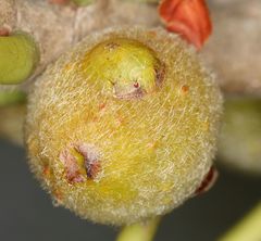 Uhlunga typica