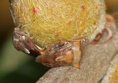 Uhlunga typica