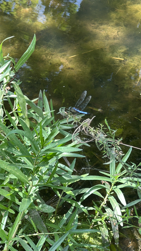 Blue Dasher