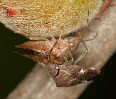 Uhlunga typica