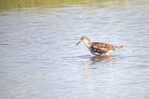 iNaturalist image