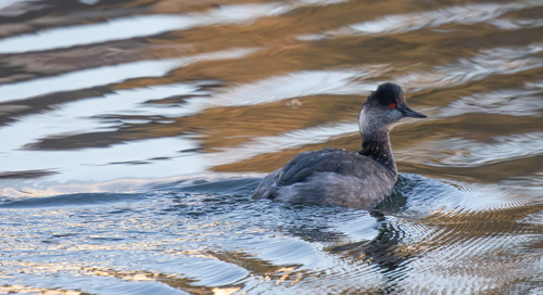 iNaturalist image