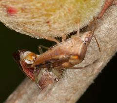 Uhlunga typica