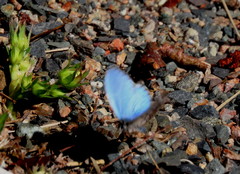 Celastrina lucia