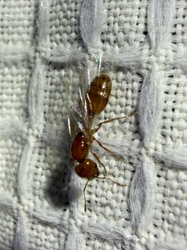 Solenopsis amblychila