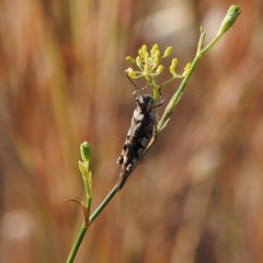 Acrotylus insubricus