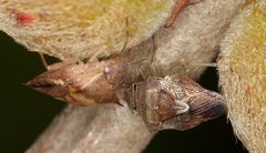 Uhlunga typica
