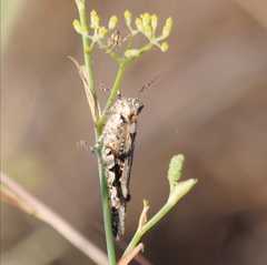 Acrotylus insubricus