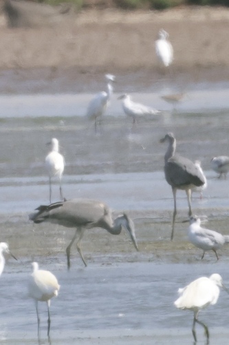 iNaturalist: (c) Matéo Millet, some rights reserved (CC BY-NC), uploaded by Matéo Millet iNaturalist image