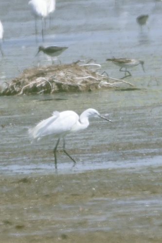 iNaturalist image