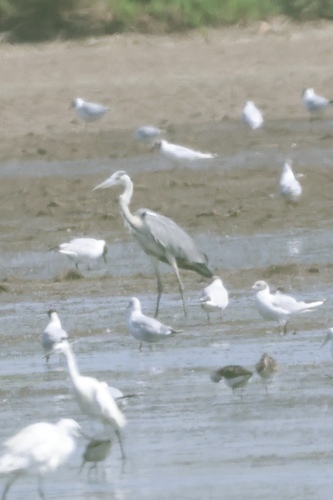iNaturalist image