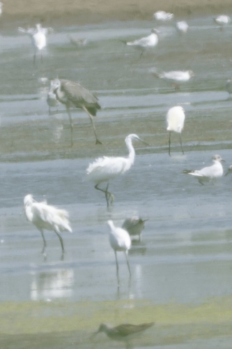iNaturalist image