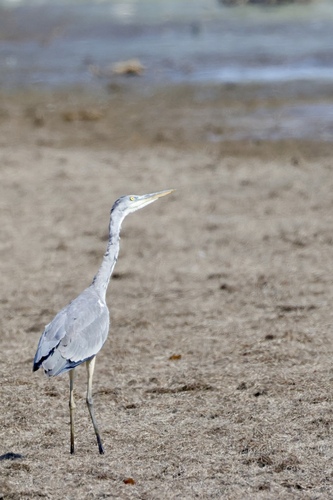 iNaturalist image