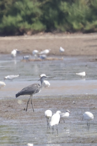 iNaturalist image