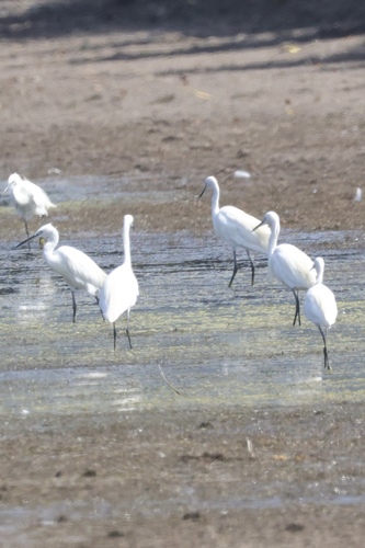 iNaturalist image