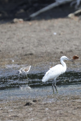 iNaturalist image