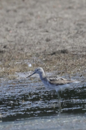 iNaturalist image