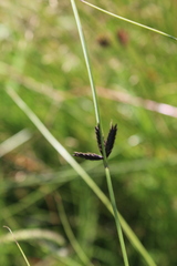 Cyperus nigricans