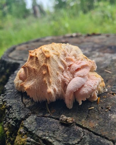Tiered tooth fungus