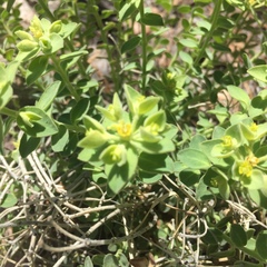 Euphorbia yaquiana