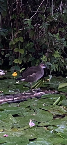 iNaturalist image