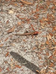 Plestiodon laticeps