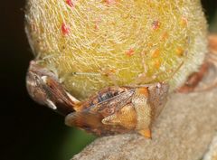 Uhlunga typica