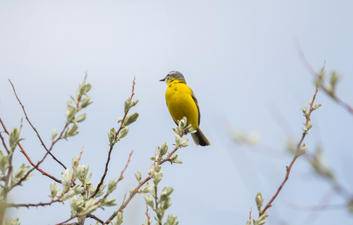 iNaturalist image