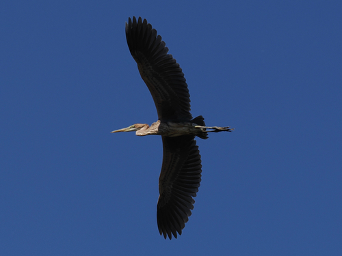 iNaturalist image