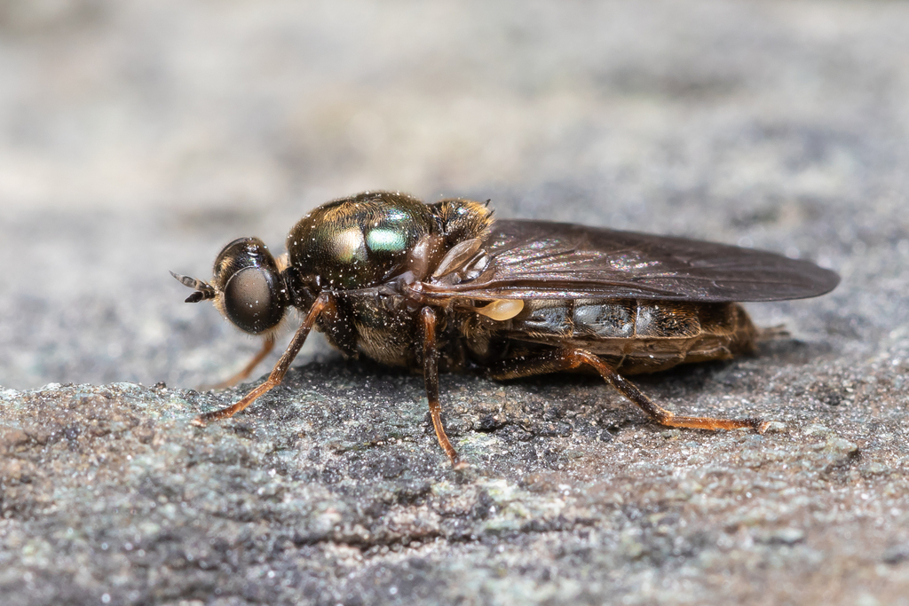 Exodontha dubia
