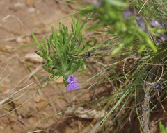 Salvia texana