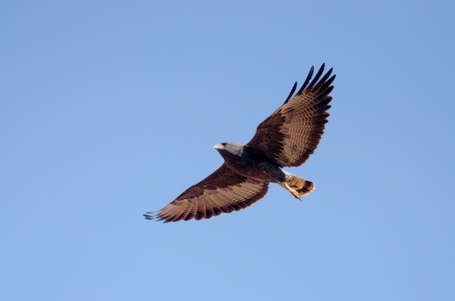 White-tailed Hawk