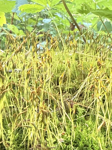Orthodicranum fulvum observed 2026-07-22