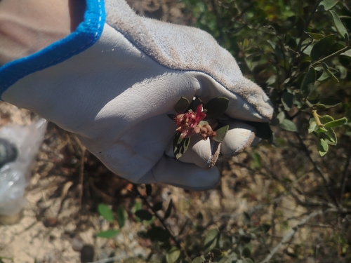 Krameria tomentosa, 2026-07-26