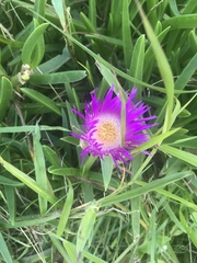 Carpobrotus dimidiatus