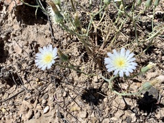 Calycoseris wrightii