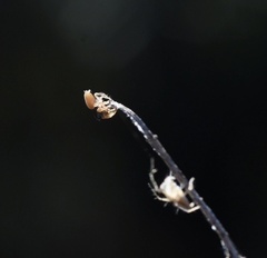 Euophrys melanoleuca