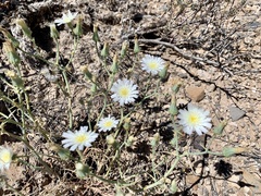 Calycoseris wrightii