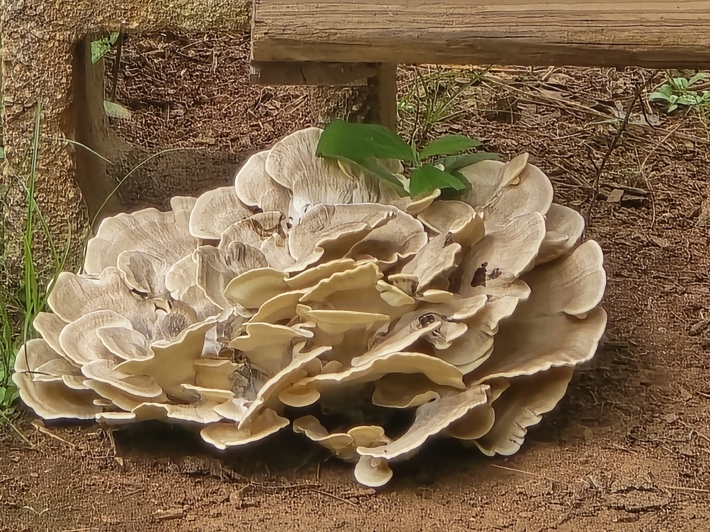 Black-staining Polypore · July 2026 · photo: Photo: no rights reserved · iNaturalist