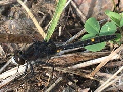 Leucorrhinia intacta