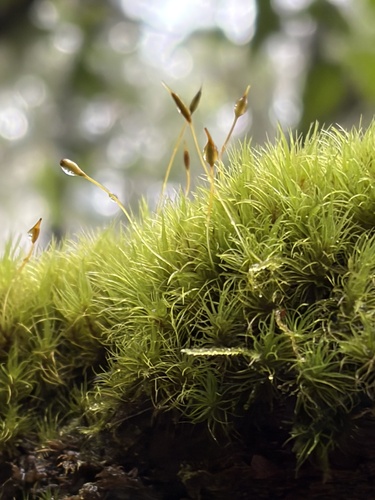 Dicranum scottianum observed 2026-07-25