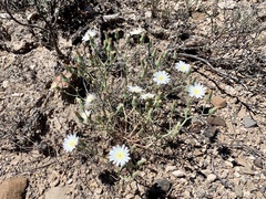Calycoseris wrightii