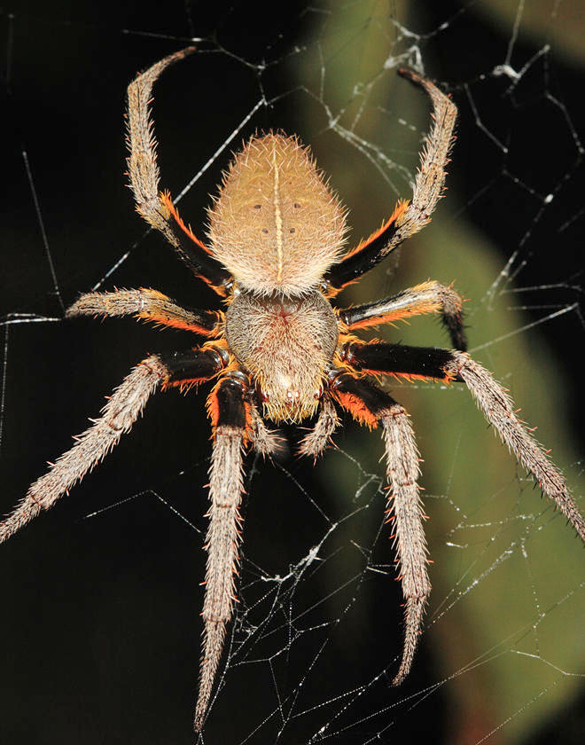 Tropical Orb Weaver