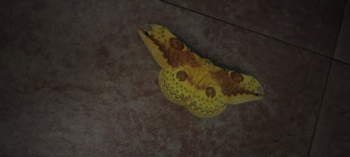 Loepa anthera