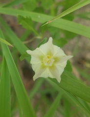 Chamaesaracha edwardsiana