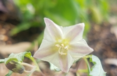 Chamaesaracha edwardsiana